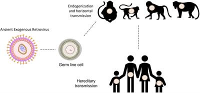 Human endogenous retroviruses and the inflammatory response: A vicious circle associated with health and illness